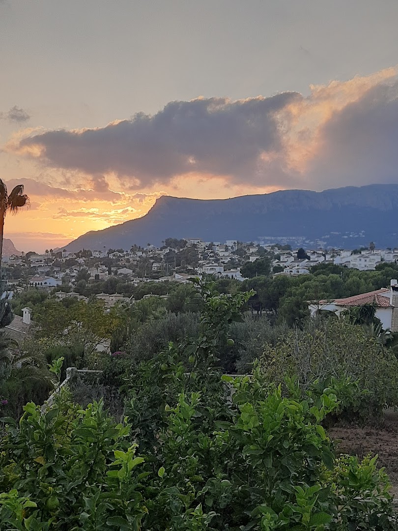 Jardineria Todoarbol 9