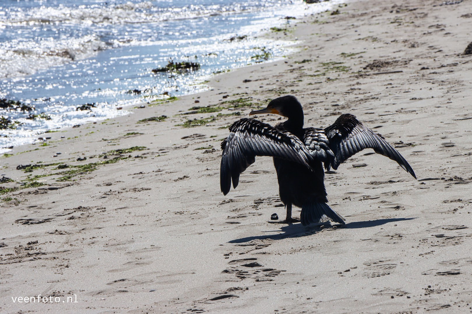 Robbentocht van Texel naar Vlieland 2