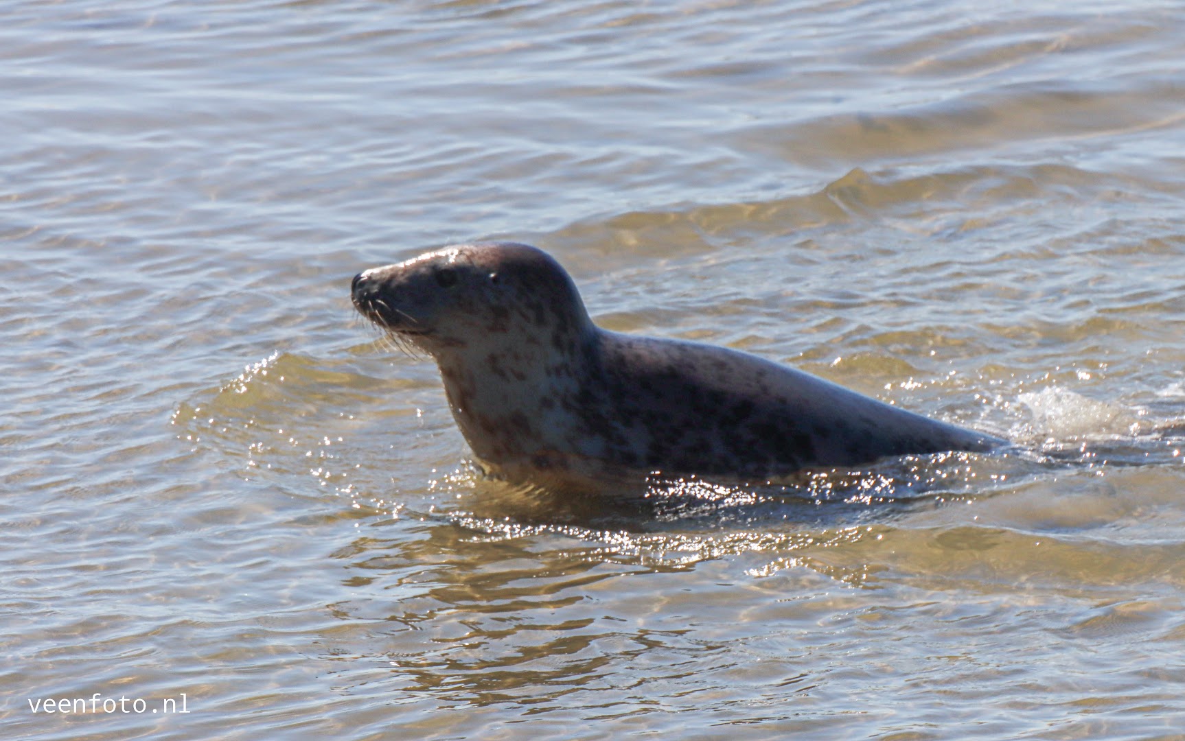 Robbentocht van Texel naar Vlieland 3