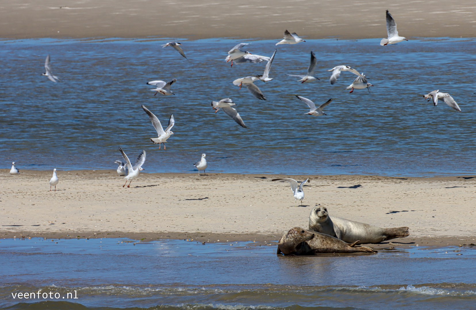 Robbentocht van Texel naar Vlieland 8